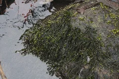 Fontinalis Squamosa (B, 143445 482125) 4243