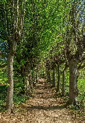 Footpath Sasbach