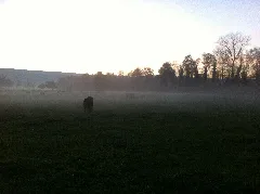 Forenmoos Weide Nebel