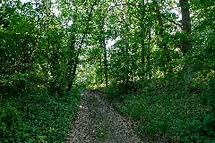 Forest In Deetz 2024 05 11 01