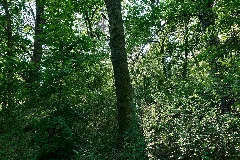 Forest In Deetz 2024 05 11 02