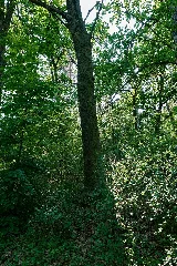 Forest In Deetz 2024 05 11 03