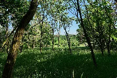 Forest In Deetz 2024 05 11 04