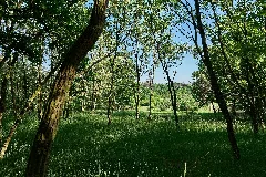 Forest In Deetz 2024 05 11 05