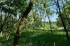 Forest In Deetz 2024 05 11 06