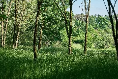 Forest In Deetz 2024 05 11 07