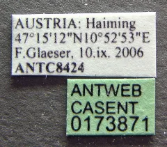 Formica Foreli Casent0173871 Label 1
