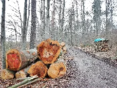 Forstweg Panoramio