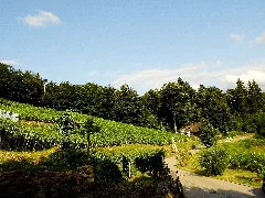 Fremersberg Panoramio