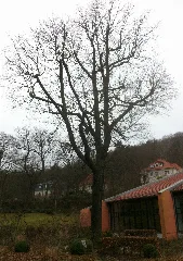 Friedenseiche Bad Suderode