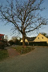 Friedenslinde In Delingsdorf