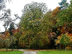 Friedenslinde Von 1871 Bei Oberjesingen Panoramio