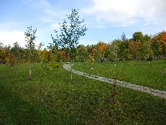 Friedhof Rosenberg Baumgräber
