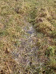 Froschlaich Auf Wiese Bei Lanzerath