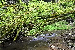 Frühling In Der Gauchachschlucht 02 Nsg Wutachschlucht 20170523