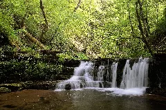 Frühling In Der Gauchachschlucht 04 Nsg Wutachschlucht 20170523