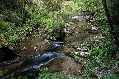 Frühling In Der Gauchachschlucht 05 Nsg Wutachschlucht 20170524