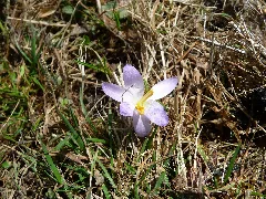 Frühlings Krokus