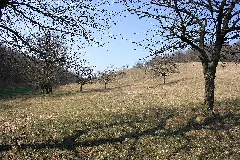 Frühlingsrundwanderung Schmücke Bei Heldrungen Süßkirschenstreuobsthänge Panoramio