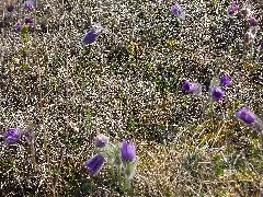 Frühlingsrundwanderung Schmücke Bei Heldrungen Wilde Kuhschelle Zusammen Mit Den Wildprimel Himmelsschlüsselchen , Adoniasröschen Später Folgen Orchideen Und Die Silberdistel Panoramio