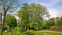 Fuenf Platanen In Enns 1