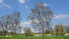 Fuldaaue Bei Baumbach Im Landschaftsschutzgebiet „Auenverbund Fulda“