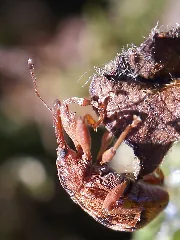 Furcipus Retrirostris Close Up (14025242128)