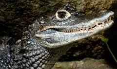 Gator (5465736193)