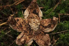 Geastrum Sp. (38005570382)