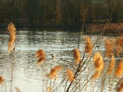 Geese Panoramio (1)