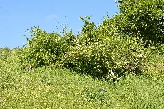 Gehölzgruppe Im Naturschutzgebiet Aabereich Mellingen