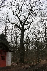 Geisenheim Eiche An Der Antoniuskapelle (Nd 1 03.2015)