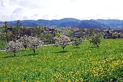 Gengenbach Reichenbach 2