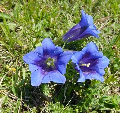 Gentiana Acaulis L. (3792607555)