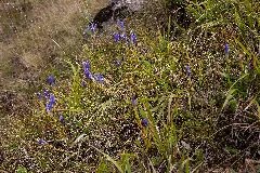 Gentianella Ciliata Michad 1