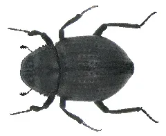Georissus Crenulatus (Rossi,1794) (4199177955)