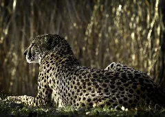 Gepard H25P