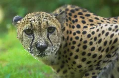 Gepard Zoo Rostock