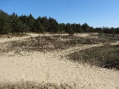 Geplantes Naturschutzgebiet Binnenduenen Nordoe Dsc01706