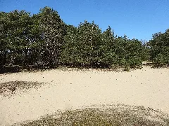 Geplantes Naturschutzgebiet Binnenduenen Nordoe Dsc01707