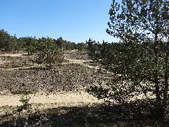 Geplantes Naturschutzgebiet Binnenduenen Nordoe Dsc01710