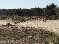 Geplantes Naturschutzgebiet Binnenduenen Nordoe Dsc01716