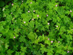 Geranium Robertianum 001