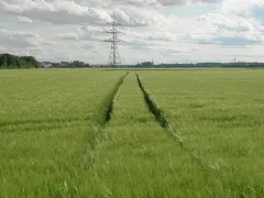 Getreidefeld Bei Parsdorf Geo.hlipp.de 19706