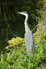 Gipe25 Ardea Cinerea (By Sa)