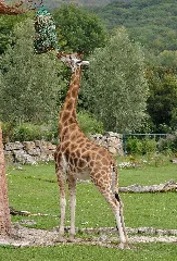 Giraffa Camelopardalis Rothschildi Qtl1