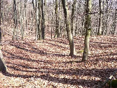 Gladenbach Rachelshausen Daubhaus Wall Nordseite H2Omy Mai 2009