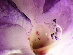 Gladiole 01
