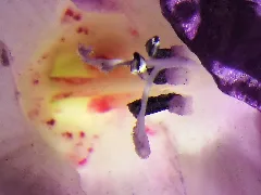 Gladiole 02