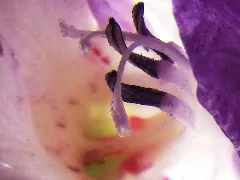 Gladiole 03